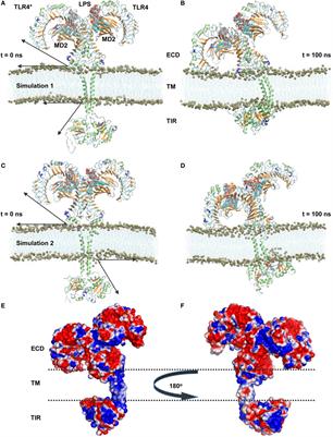 Computational Insight Into the Structural Organization of Full-Length Toll-Like Receptor 4 Dimer in a Model Phospholipid Bilayer